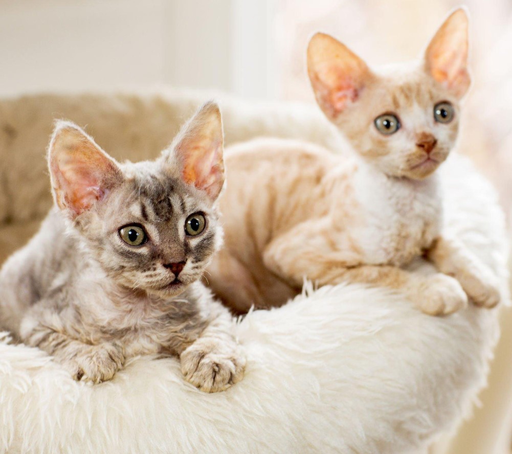 8 Best Hypoallergenic Cat Breed for Allergies (of 2023) 9 Cornish Rex